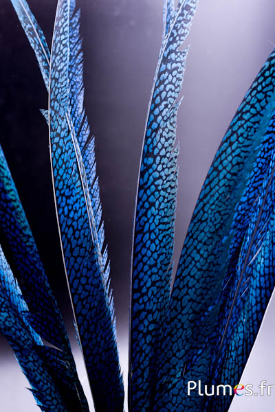 Faisan doré - 55-65 cm - turquoise